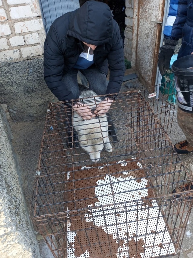 26.02.2025 г. на территории Яранского городского поселения проведен рейд по выявлению животных.