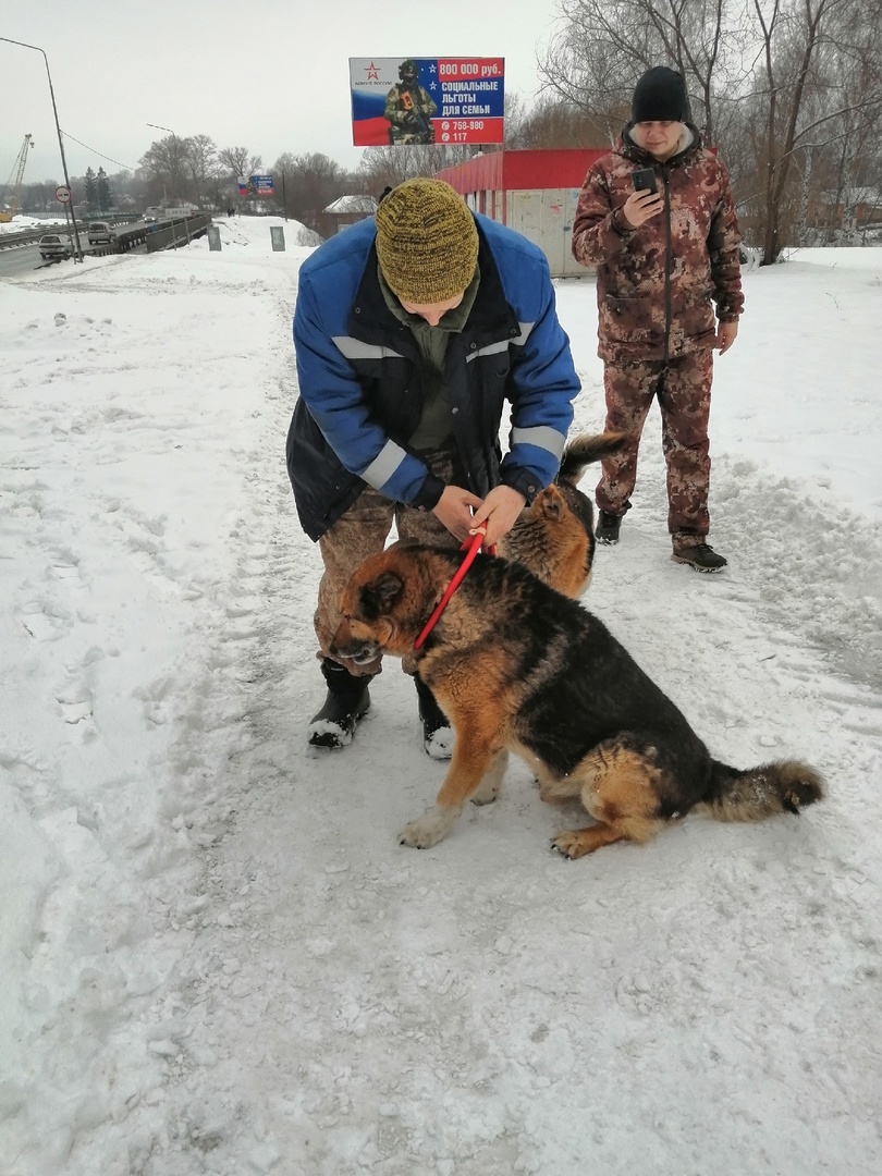 Работа в отношении собак, находящихся на улицах города продолжается..